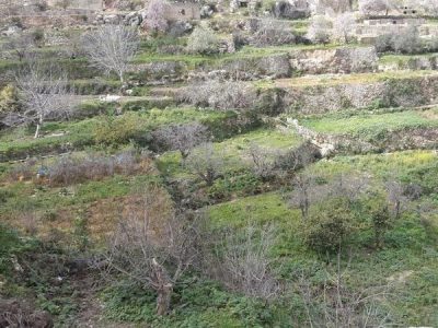 Battir Terraces