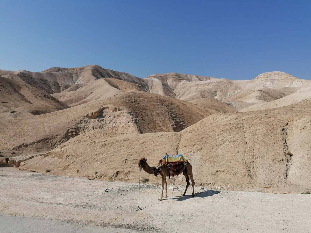 Bethany, Jericho, Baptismal Site and Bethlehem Full Day Private Tour - Image 15
